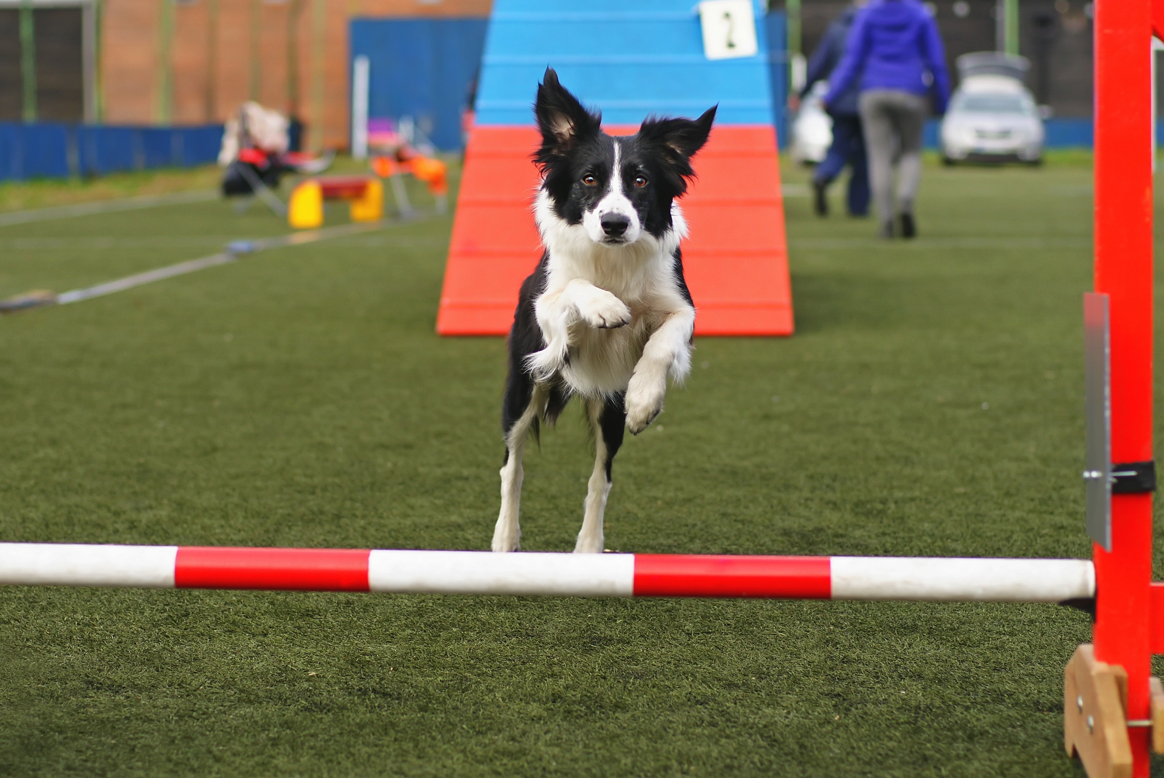 A border Collie does agility.